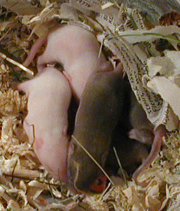 Foto mit Mäusen Foto mit Mäusen