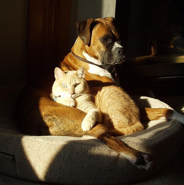 Hund und Katze