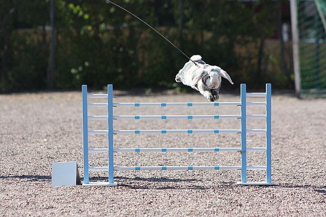 Kaninchen springt über ein Hindernis