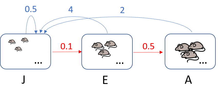 M&auml;usepopulation